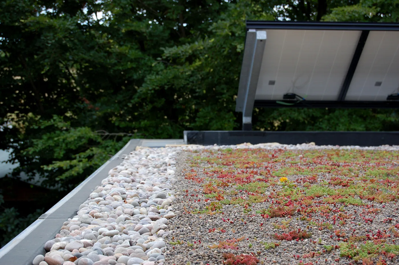 Green Roof Extension: Sedum Adds 100kg a Square Metre
